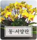 동서양란